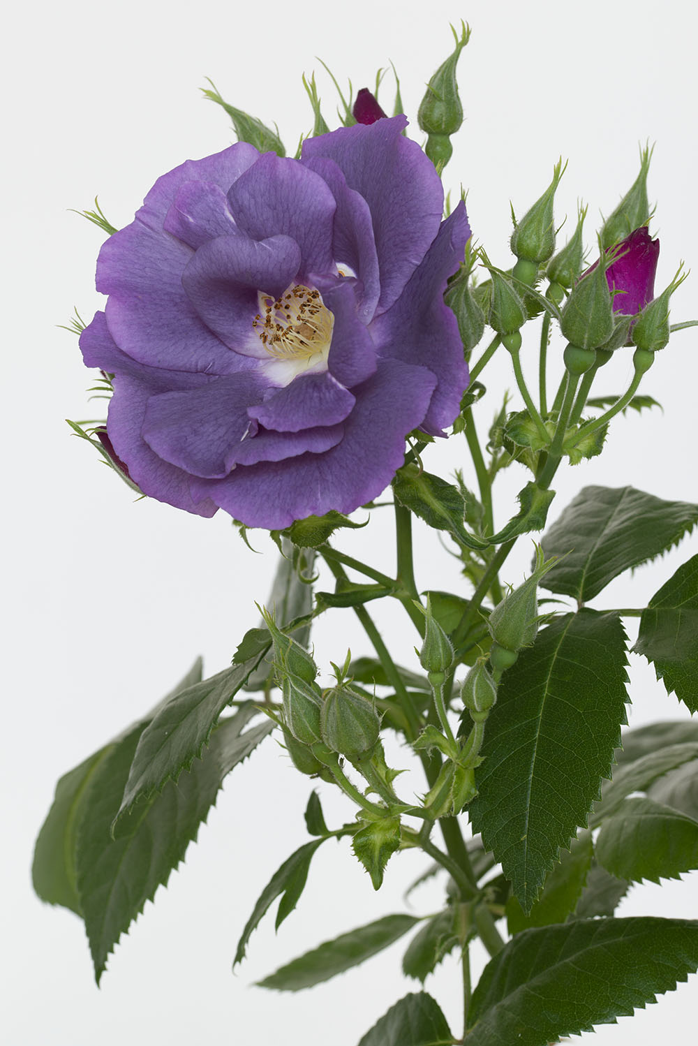 Achat fête de la rose, Jardin de Bagatelle